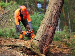 Best Hedge Trimming  in USA